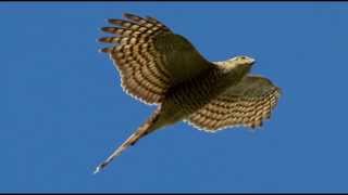 Sparrowhawk Bird Call Bird Song [upl. by Galitea]