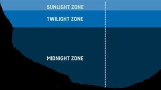 What Are The Sea Zones Explaining Deep Sea Exploration  Behind the News [upl. by Alyakcim]