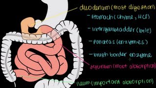 Small Intestine Structure Digestion Absorption [upl. by Nalhsa]