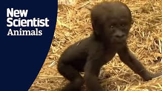 Baby gorilla takes first steps [upl. by Nnayelhsa]