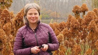 How to Prune Your Panicle Hydrangea in Fall [upl. by Gudren477]