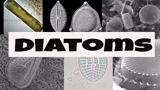 What are Diatoms [upl. by Maribel]