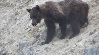 MOUNTAIN GOAT GRIZZLY BEAR ENCOUNTER IN CANADIAN ROCKIES [upl. by Assirac823]