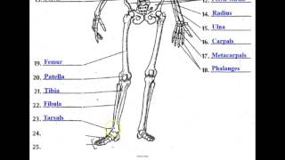 The Skeletal System [upl. by Llednahs]