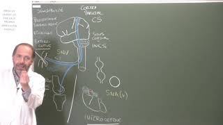 Neuroanatomie 11  Principes dorganisation des voies sensitives [upl. by Nance647]