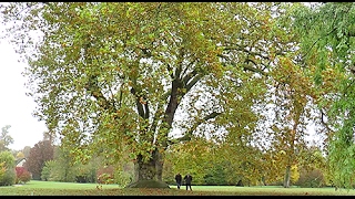 ARBRE REMARQUABLE LE PLUS VIEUX PLATANE DU DOMAINE DE VERSAILLES [upl. by Ginzburg585]