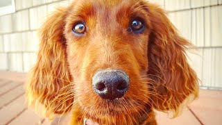 BEAUTIFUL Irish Setter Puppy In Training  Service Dog or Therapy Prospect  Lola [upl. by Mcgurn]