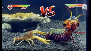 Mantis Shrimp VS Giant Crawfish [upl. by Suivatram870]