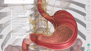 The GastroIntestinal Tract  Complete Anatomy [upl. by Ittam608]