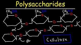 Polysaccharides  Starch Amylose Amylopectin Glycogen amp Cellulose  Carbohydrates [upl. by Fesoj]