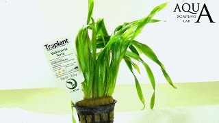 Aquascaping Lab  VALLISNERIA Aquatic Plant technical description and management all varieties [upl. by Durstin]