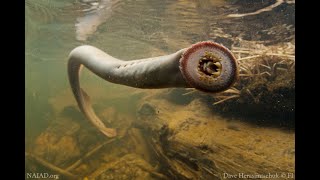 Pacific Lamprey Life Cycle [upl. by Gile998]