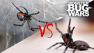 Spider vs Spider Showdowns 15  MONSTER BUG WARS [upl. by Swihart]