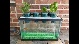 My DIY Aquaponics Aquarium Project [upl. by Velda]