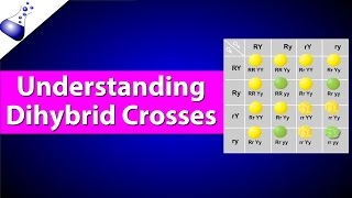 Dihybrid Genetic Cross [upl. by Lorens582]