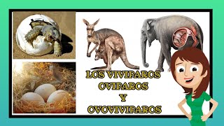 vivíparos ovíparos y ovoviviparos video educativos para niños [upl. by Arlinda457]