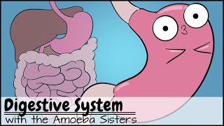 Digestive System [upl. by Golliner874]