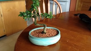 Fukien Tea Bonsai Tree [upl. by Analad]