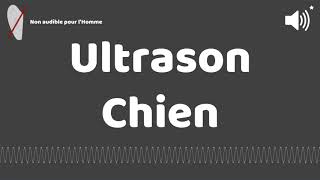 Ultrason contre pour chien [upl. by Barbarese607]