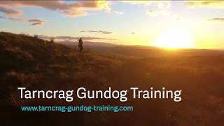 Gundog Training with Tarncrag Gundog’s [upl. by Osborne31]