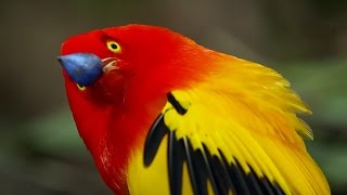 The Bowerbirds Grand Performance  Life Story  BBC Earth [upl. by Adnaluy64]