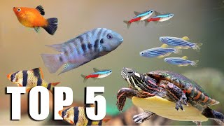 TOP 5 FISH for TURTLE TANKMATES [upl. by Ellivro]