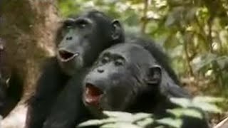 Chimps vs Red Colobus Monkeys  BBC Studios [upl. by Madora]