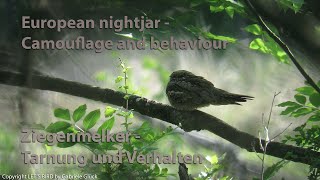 Ziegenmelker  European nightjar Caprimulgus europaeus [upl. by Rolfe]