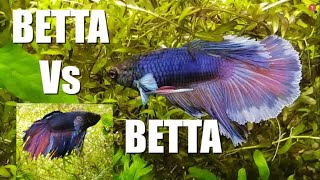 2 MALE BETTAS in the SAME TANK  Watch This  Part 1 [upl. by Sordnaxela875]