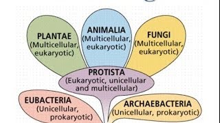 Bacteria Kingdoms Notes [upl. by Junna]