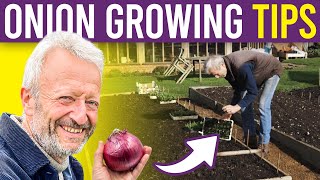 Onion 101 A Beginners Guide to Growing Onions and Spring Onions from Seed for Large Harvests [upl. by Yauqaj]