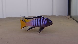 Pseudotropheus Elongatus Mpanga F1 [upl. by Yerfoeg]