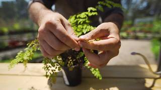 How to Grow and Care for Maidenhair Ferns [upl. by Naihr204]