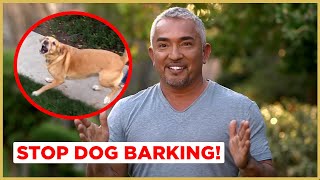 How to Stop Dog Barking  Cesar 911 [upl. by Nessaj]