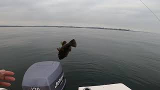 Blackfish Tautog fishing at Long Island Sound Stamford Connecticut [upl. by Dott]