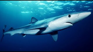 Facts The Blue Shark [upl. by O'Donnell]