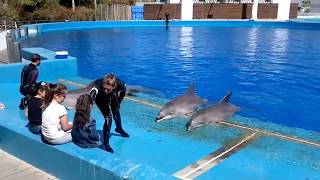 Espectáculo con delfines en el oceanográfico de Valencia [upl. by Eittak738]