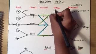 BRACHIAL PLEXUS made ridiculously simple part 1 DrawWithMe [upl. by Broadbent636]