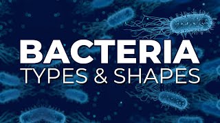 BACTERIA TYPES AND SHAPES [upl. by Berey557]