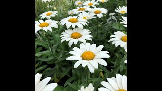 Deadheading and Pruning Shasta Daisies [upl. by Nauqyaj281]