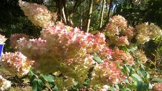 Hydrangea paniculata Vanille Fraise [upl. by Kosak498]