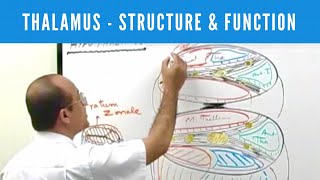 Thalamus  Structure and Function  Neuroanatomy [upl. by Wehttam69]