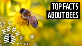 Top 10 Facts About Bees  Animal Fun Facts  WWF [upl. by Cissiee]