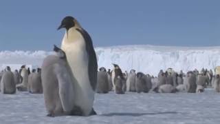 Les Empereurs de la Terre Adélie  Documentaire Animalier [upl. by Nawat68]