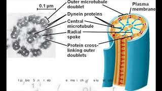 How Flagella Move  Bacteria vs Eukaryotes [upl. by Bearnard969]