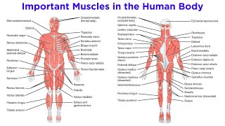 The Muscular System [upl. by Zacharia431]