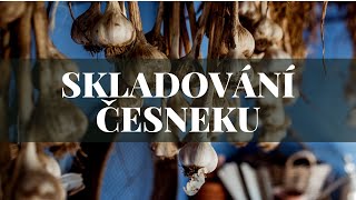 Skladování česneku [upl. by Auqinihs]