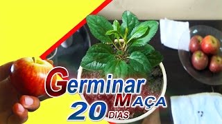 Como Plantar Maça Germina mais Rapido 20 DIAS [upl. by Ontina783]