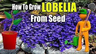 How To Grow Lobelia From Seed  Gardening Story [upl. by North568]