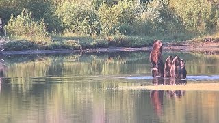 Grizzly bear 399 and Grizzly bear 610 meet up in Grand Teton National Park [upl. by Esyned]